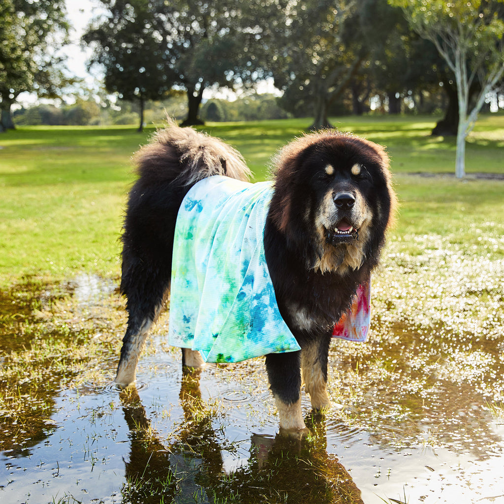 dock and bay towels dog