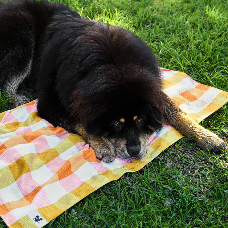 dock and bay dog towels